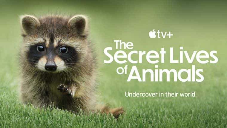 纪录片《动物的秘密生活 The Secret Lives of Animals》全10集[野生动物][无字幕+中文字幕][1080P][21.51GB][BT][MKV][资源下载]